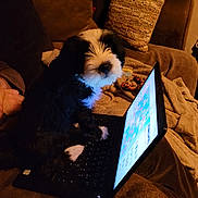 Beltane participe au concours pour gagner de l'argent avec cette photo : puppy, dog, black_and_white, fluffy, small_dog, sitting, portrait, pet, laptop, computer, keyboard, screen, couch, blanket, pillows, rope_toy, indoor, cozy, warm_lighting, home