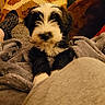 puppy, dog, black_and_white, fluffy, small_dog, tuxedo_coloring, pet, animal, portrait, sitting, blanket, couch, pillows, cozy, indoors, home, soft_texture, warm_lighting, cute, relaxed