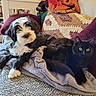 puppy, dog, cat, black_and_white, black_cat, fluffy, pets, animal, sofa, couch, blanket, pillow, indoors, home, cozy, sitting, portrait, yellow_eyes, bookshelf, companionship