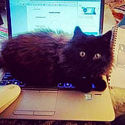 Ti Moon a rejoint le concours — aidez-le/la à gagner de superbes lots ! cat, black_cat, fluffy, fur, pet, animal, indoors, desk, laptop, computer, keyboard, mouse, stationery, notebook, highlighters, study, workspace, screen, portrait, funny