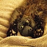 Ti Moon participe au concours pour gagner de l'argent avec cette photo : cat, black_cat, fluffy, long_hair, golden_eyes, green_eyes, pet, animal, feline, upside_down, lying_down, paws, whiskers, blanket, cozy, indoor, close_up, portrait, playful, funny