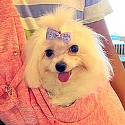 Madam is registered to the contest to win money with this photo: accessory, animal, bow, casual_clothing, closeup, cute, dog, fluffy, happy, hoodie, indoor, person, pet, pocket, portrait, small_dog, smiling, striped_shirt, tongue_out, white_dog