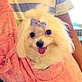 accessory, animal, bow, casual_clothing, closeup, cute, dog, fluffy, happy, hoodie, indoor, person, pet, pocket, portrait, small_dog, smiling, striped_shirt, tongue_out, white_dog