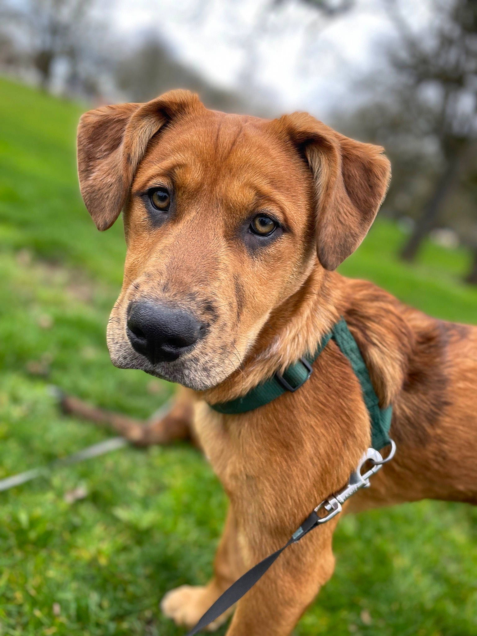 Hank is registered to the contest to win money with this photo: canidae, carnivore, collar, companion_dog, dog, dog_breed, dog_collar, fawn, grass, hunting_dog, liver, pet_supply, plant, snout, sporting_group, tree, whiskers, wildlife, working_animal, working_dog