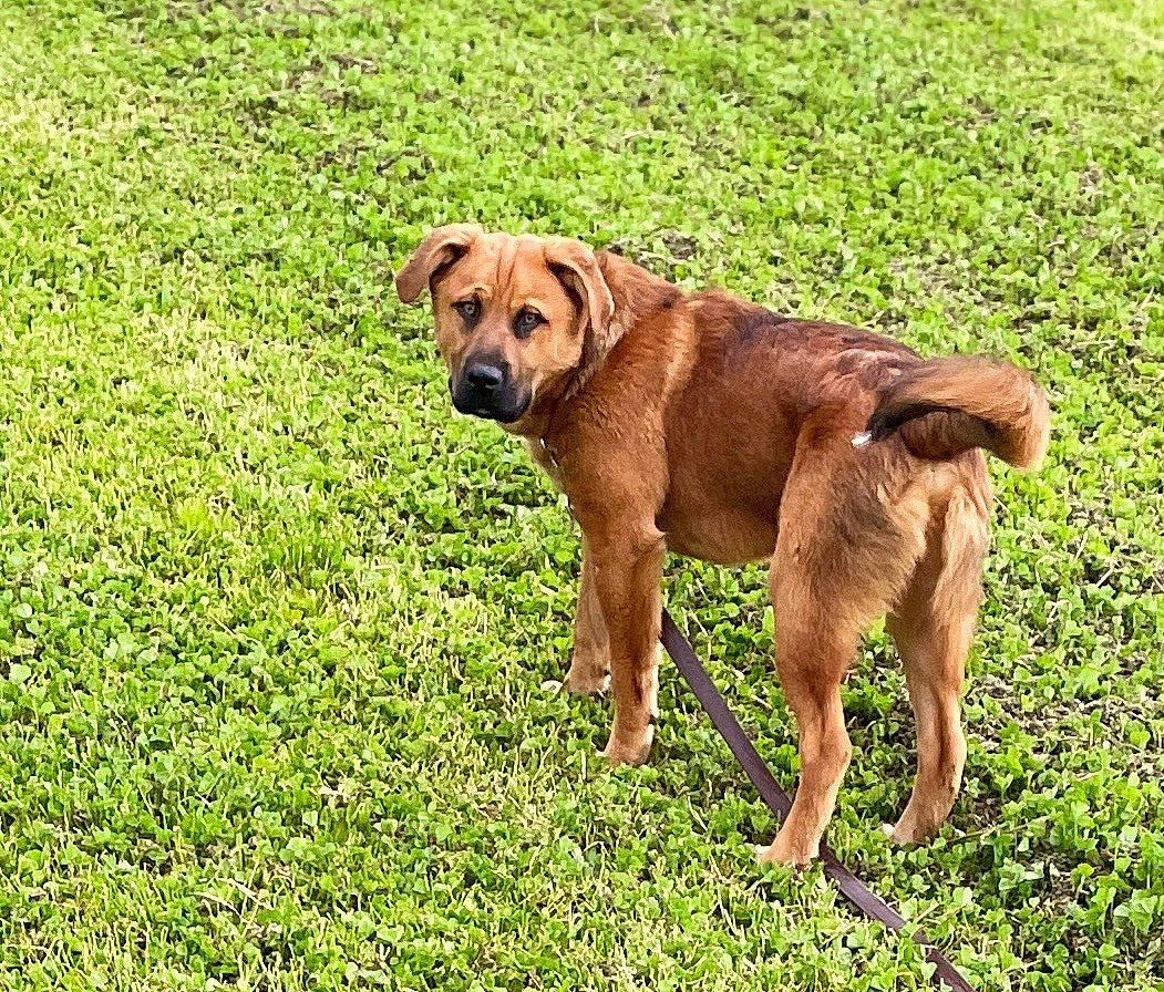 Buster joined the competition — help win amazing prizes! carnivore, collar, companion_dog, dog, dog_breed, dog_collar, fawn, grass, grassland, groundcover, gun_dog, hound, liver, pasture, plant, prairie, tail, terrestrial_animal, working_animal, working_dog