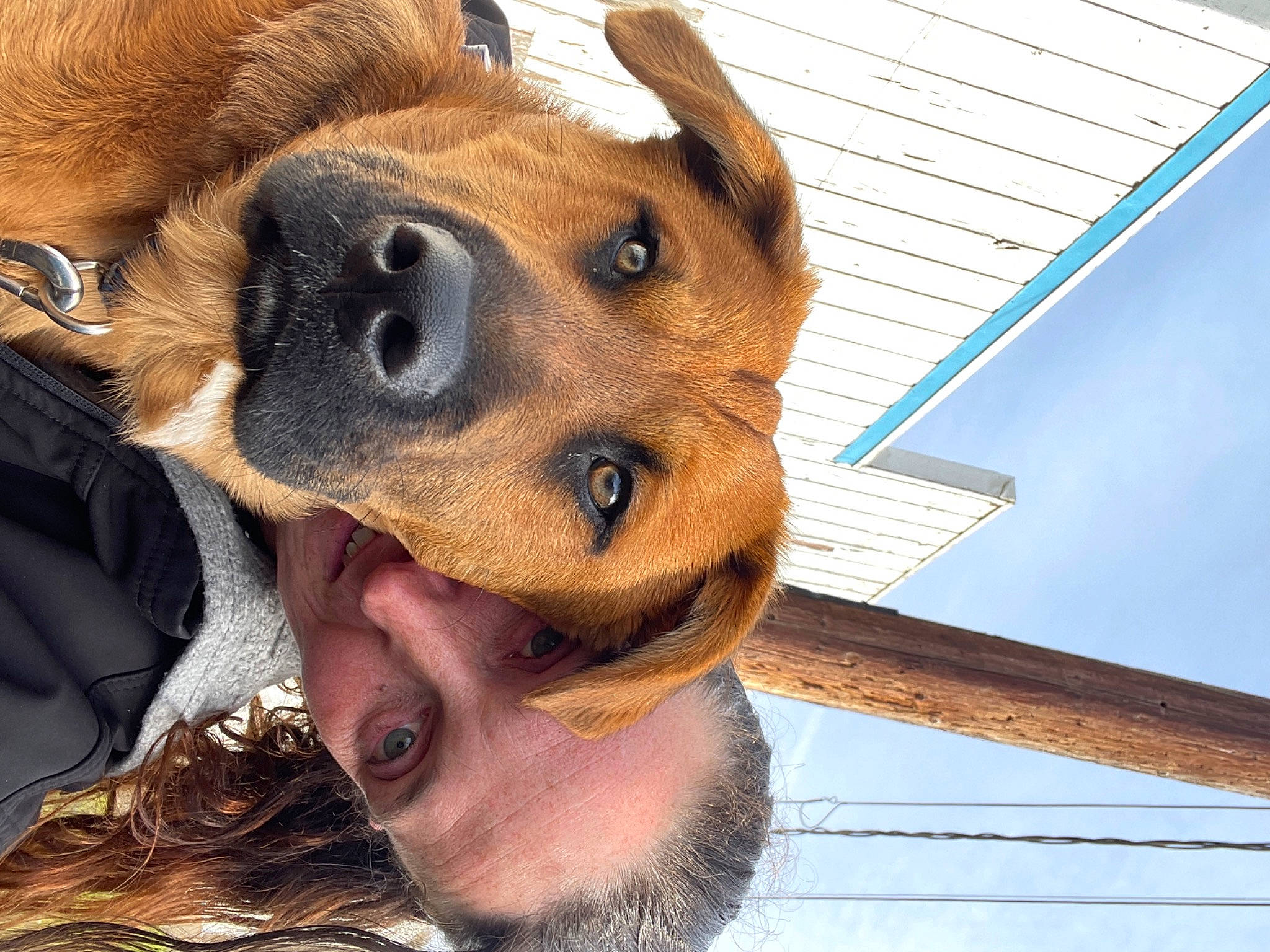 Buster joined the competition — help win amazing prizes! animal_shelter, canidae, carnivore, collar, companion_dog, dog, dog_breed, dog_supply, fawn, fur, guard_dog, jaw, selfie, snout, sporting_group, whiskers, wood, working_animal, working_dog