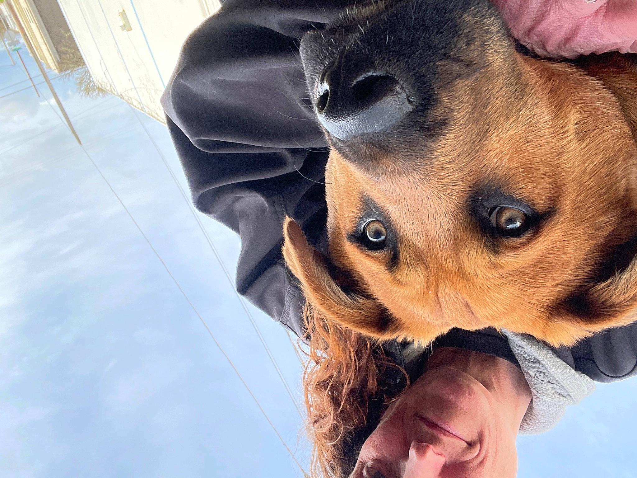 Buster joined the competition — help win amazing prizes! canidae, carnivore, companion_dog, dog, dog_breed, ear, eye, fawn, fur, gesture, guard_dog, happy, nose, puppy, snout, sporting_group, sunglasses, toy_dog, whiskers, working_animal