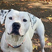 Cookie is registered to the contest to win money with this photo: dog, white_dog, black_spots, outdoor, path, autumn_leaves, collar, pet, animal, curious, canine, nature, walking, fall, close_up, mammal, friendly, ears, nose, standing