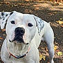 dog, white_dog, black_spots, outdoor, path, autumn_leaves, collar, pet, animal, curious, canine, nature, walking, fall, close_up, mammal, friendly, ears, nose, standing