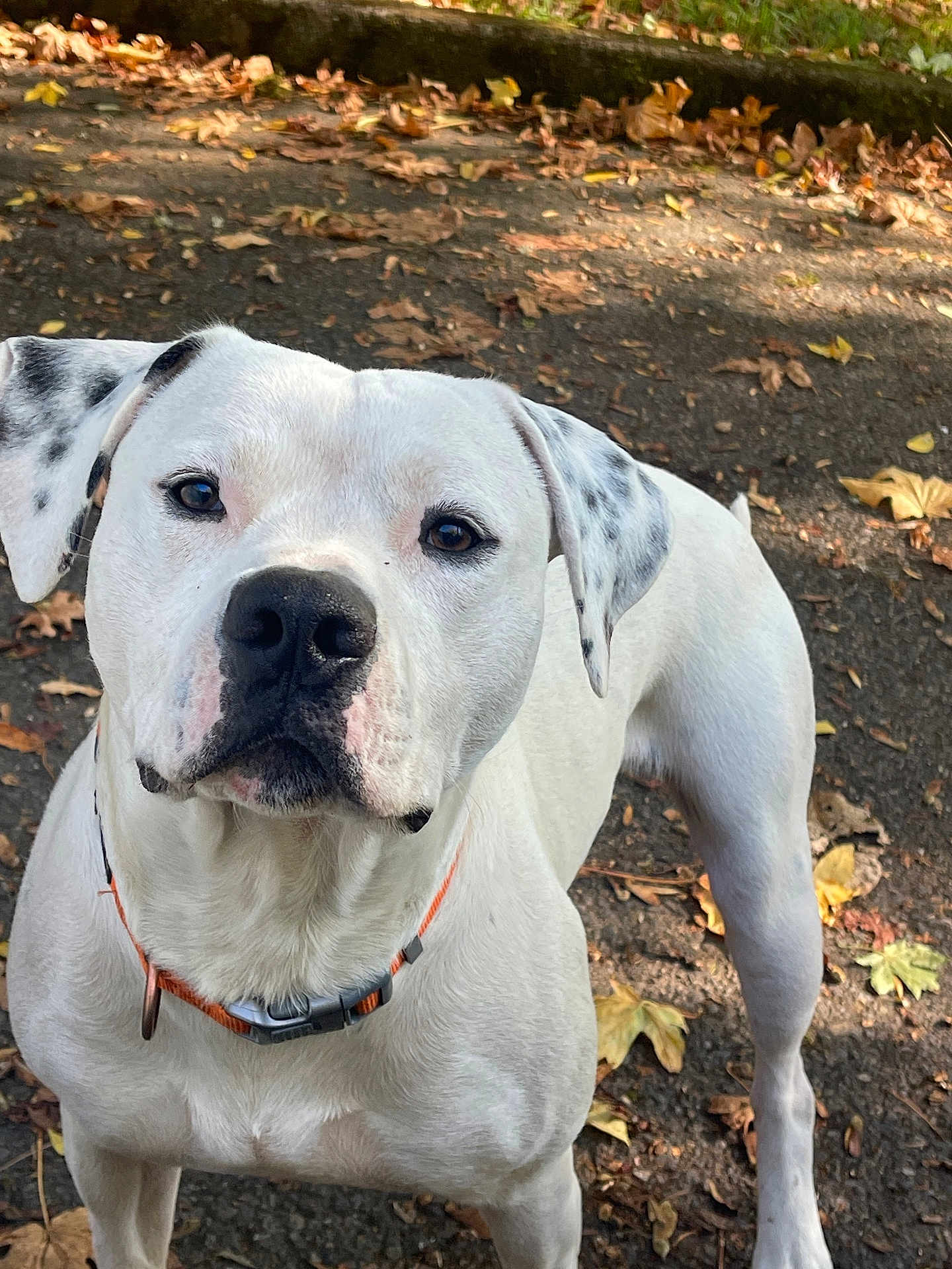 Cookie is registered to the contest to win money with this photo: dog, white_dog, black_spots, outdoor, path, autumn_leaves, collar, pet, animal, curious, canine, nature, walking, fall, close_up, mammal, friendly, ears, nose, standing