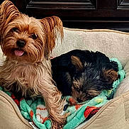 Taquita Snd Osito is registered to the contest to win money with this photo: dog, pet_bed, blanket, small_dog, sleeping, tongue_out, cozy, indoor, cute, animal, fur, resting, two_dogs, bed, companion, domestic, puppy, relaxed, adorable, friendship