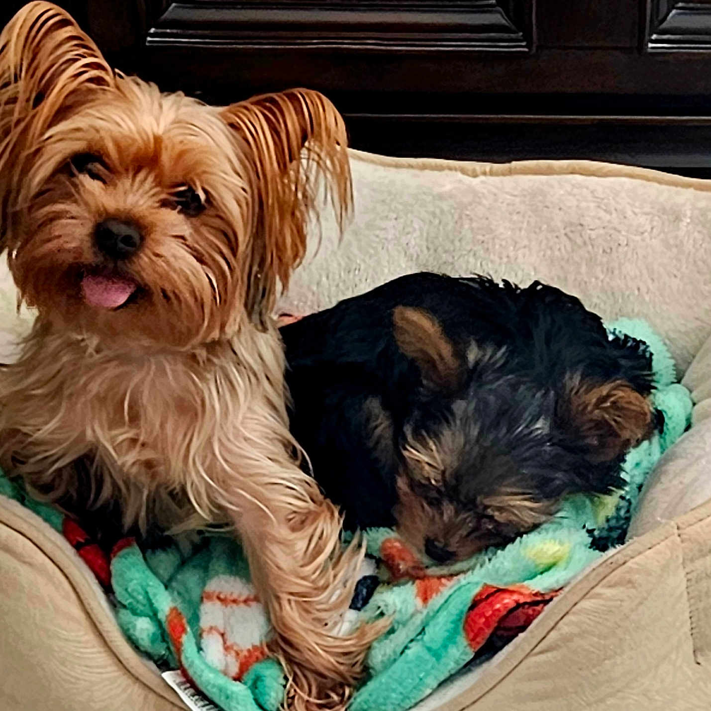 Taquita Snd Osito is registered to the contest to win money with this photo: adorable, animal, bed, blanket, companion, cozy, cute, dog, domestic, friendship, fur, indoor, pet_bed, puppy, relaxed, resting, sleeping, small_dog, tongue_out, two_dogs