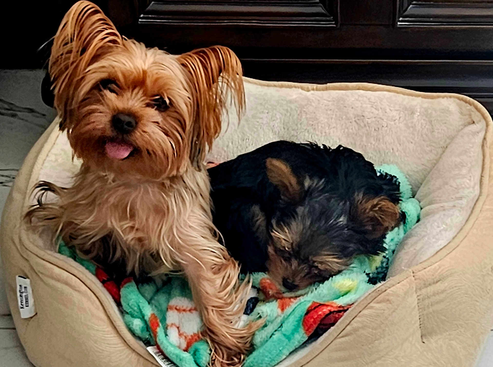 Taquita Snd Osito is registered to the contest to win money with this photo: dog, pet_bed, blanket, small_dog, sleeping, tongue_out, cozy, indoor, cute, animal, fur, resting, two_dogs, bed, companion, domestic, puppy, relaxed, adorable, friendship