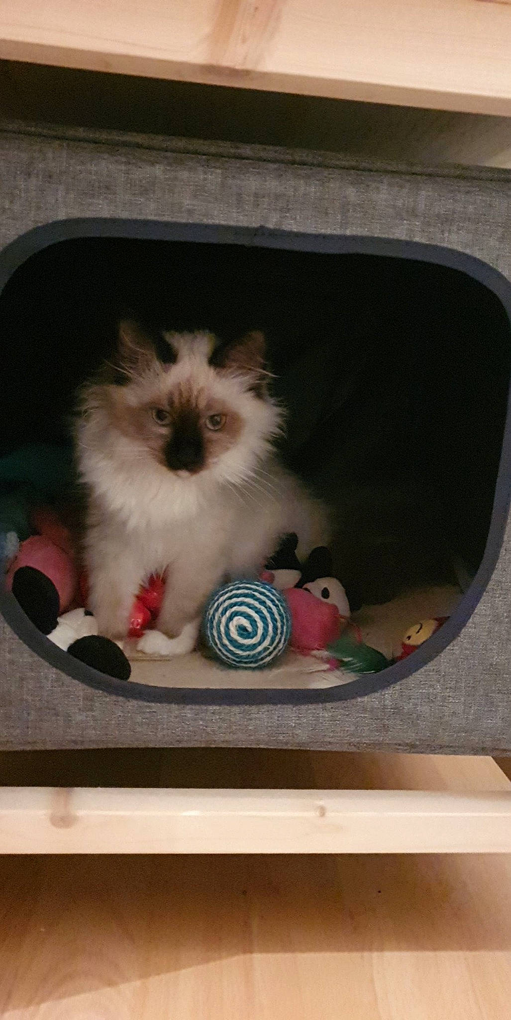 Pandora a rejoint le concours — aidez-le/la à gagner de superbes lots ! ball, birman, box, carnivore, cat, companion_dog, fawn, felidae, fur, gas, photo_caption, siamese, small_to_medium_sized_cats, snout, table, tail, toy, toy_dog, vertebrate, whiskers