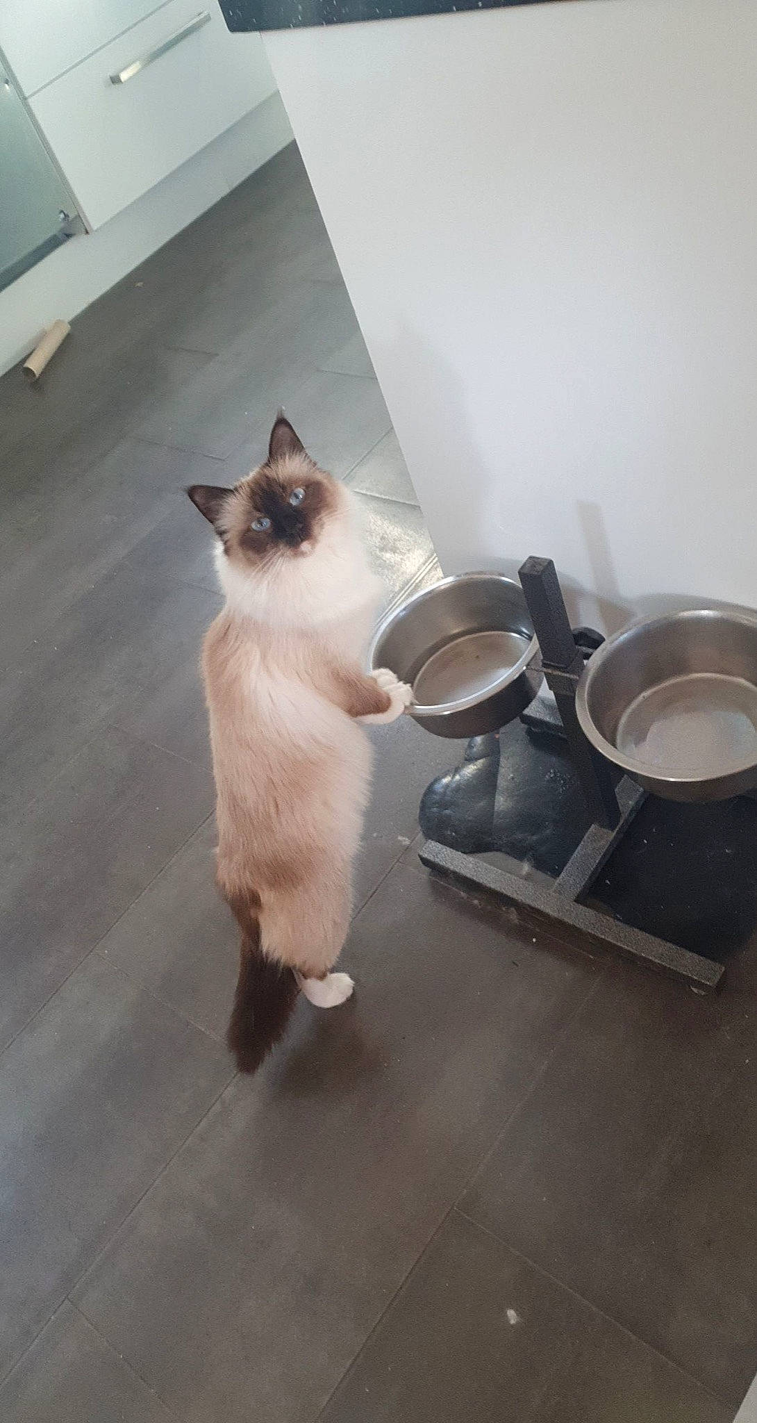 Pandora a rejoint le concours — aidez-le/la à gagner de superbes lots ! birman, carnivore, cat, cooktop, fawn, felidae, flooring, frying_pan, fur, gas, home_appliance, kitchen_appliance, kitchen_utensil, serveware, siamese, small_to_medium_sized_cats, stove, tail, thai, whiskers