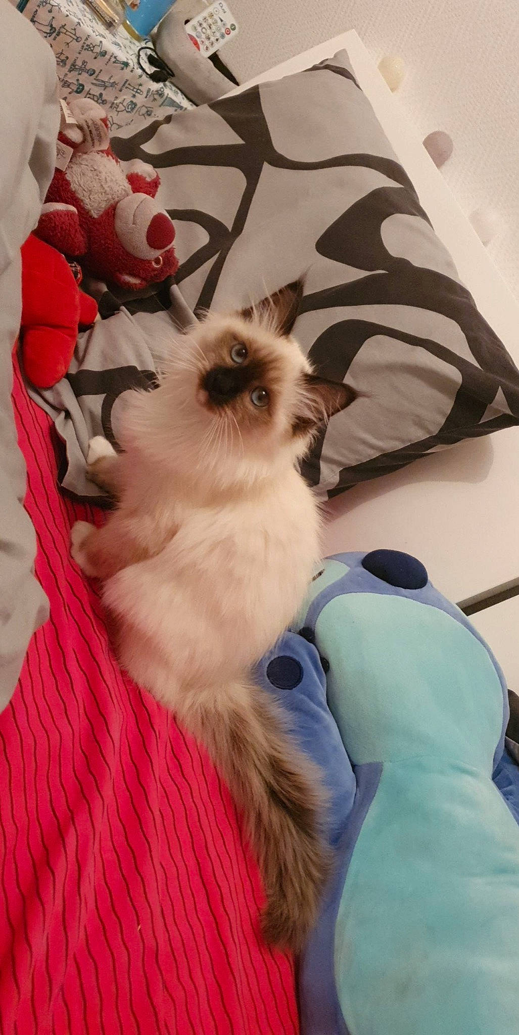 Pandora a rejoint le concours — aidez-le/la à gagner de superbes lots ! balinese, birman, carnivore, cat, comfort, companion_dog, coquelicot, electric_blue, fawn, felidae, fur, natural_material, pattern, ragdoll, siamese, small_to_medium_sized_cats, tail, textile, whiskers