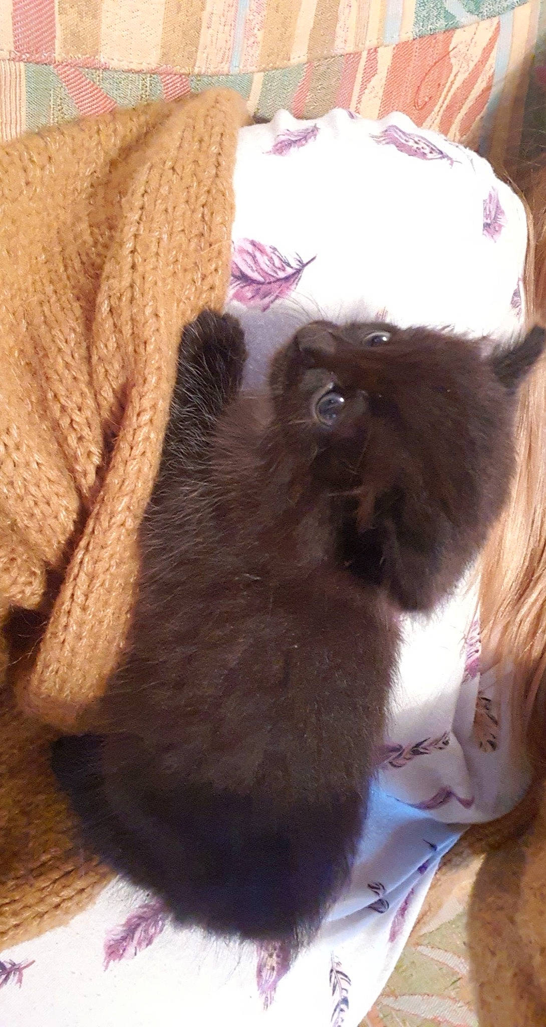 Rio participe au concours pour gagner de l'argent avec cette photo : brown, carnivore, cat, cat_supply, comfort, companion_dog, dog_breed, ear, fawn, felidae, fur, liver, pet_supply, small_to_medium_sized_cats, snout, tail, terrestrial_animal, whiskers, woolen, working_animal