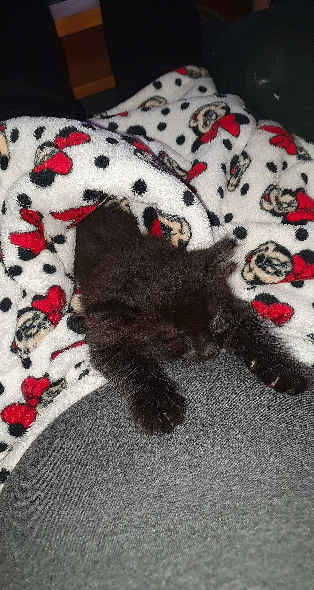 Rio participe au concours pour gagner de l'argent avec cette photo : bed, carmine, carnivore, comfort, companion_dog, couch, dog_breed, dog_supply, fawn, felidae, flooring, fur, grey, hat, linens, pattern, paw, small_to_medium_sized_cats, tail, whiskers