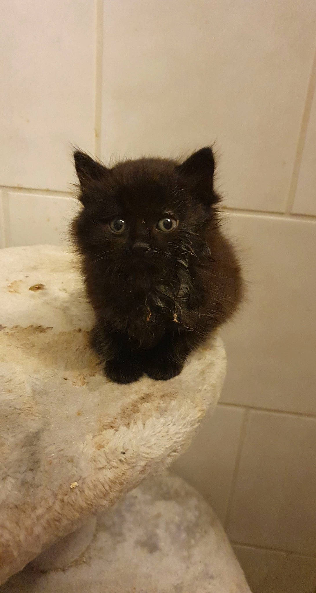 Rio participe au concours pour gagner de l'argent avec cette photo : black_cat, carnivore, cat, claw, dog_breed, domestic_short_haired_cat, fawn, felidae, flooring, fur, paw, small_to_medium_sized_cats, snout, tail, terrestrial_animal, tile_flooring, whiskers, working_animal