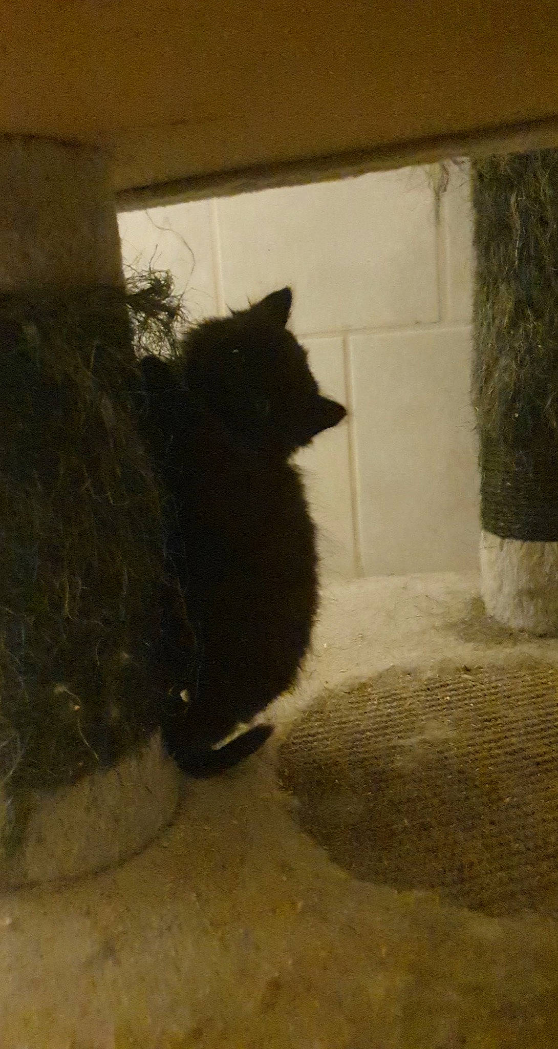 Rio participe au concours pour gagner de l'argent avec cette photo : black_cat, carnivore, cat, domestic_short_haired_cat, felidae, fur, glass, grass, monochrome_photography, shade, shadow, small_to_medium_sized_cats, snout, tail, terrestrial_animal, tints_and_shades, tree, whiskers, window, wood