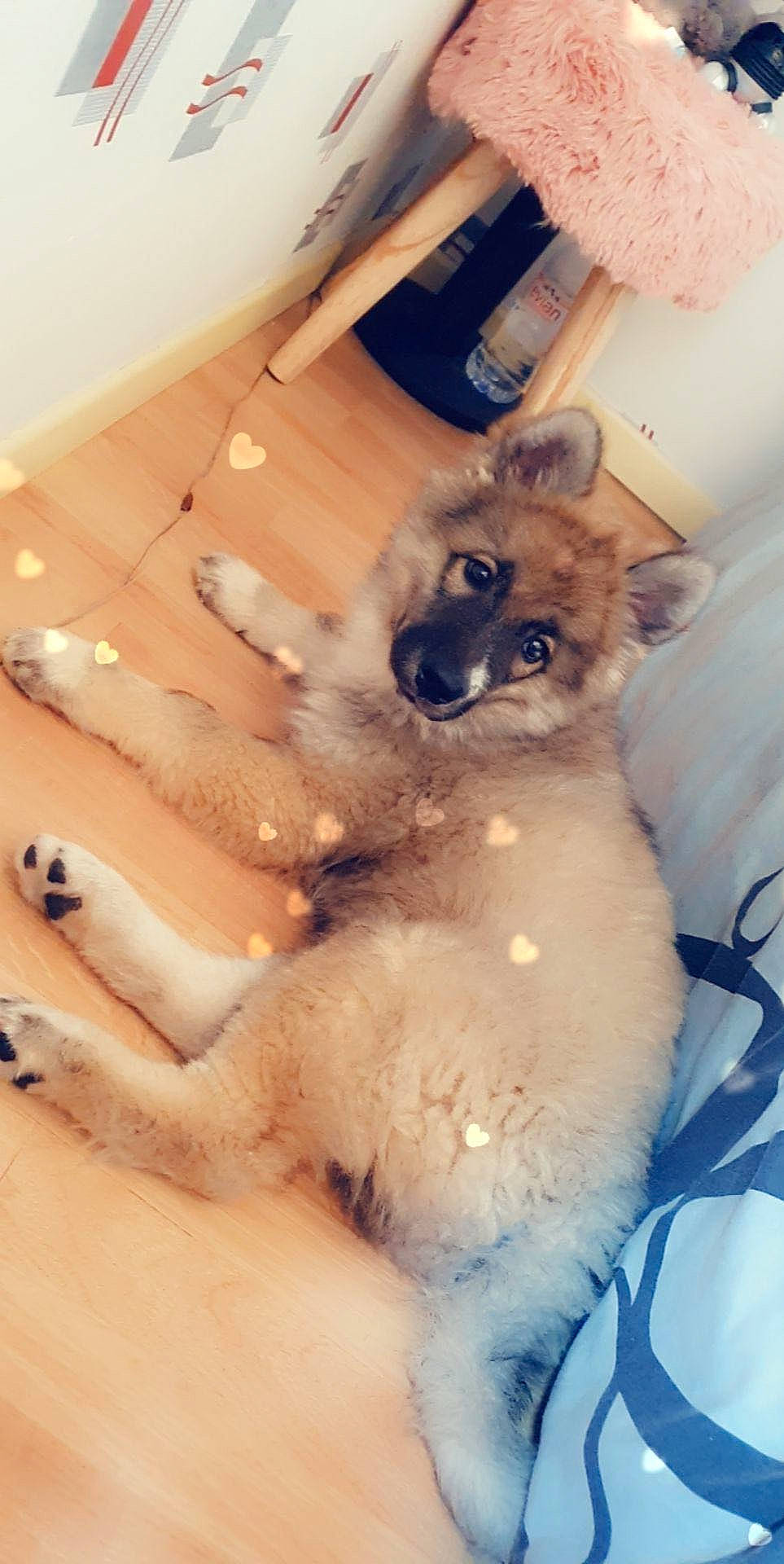 Phoenix a rejoint le concours — aidez-le/la à gagner de superbes lots ! canidae, carnivore, collar, companion_dog, dog, dog_breed, dog_collar, fawn, felidae, flooring, fur, non_sporting_group, paw, small_to_medium_sized_cats, sporting_group, tail, toy_dog, whiskers, working_animal