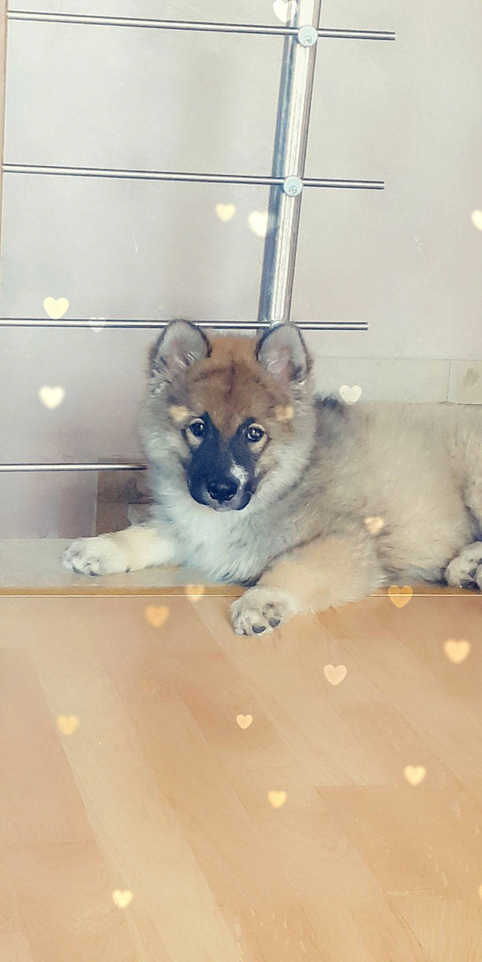 Phoenix a rejoint le concours — aidez-le/la à gagner de superbes lots ! canidae, carnivore, companion_dog, dog, dog_breed, dog_supply, electric_blue, fawn, fur, non_sporting_group, paw, puppy, sporting_group, tail, terrestrial_animal, toy_dog, whiskers, working_animal, working_dog