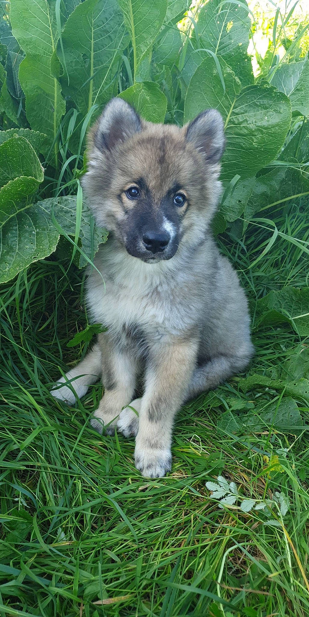 Phoenix participe au concours pour gagner de l'argent avec cette photo : ancient_dog_breeds, canidae, canis, carnivore, dog, dog_breed, fawn, fur, grass, groundcover, plant, snout, tail, terrestrial_animal, whiskers, wolf, zoo