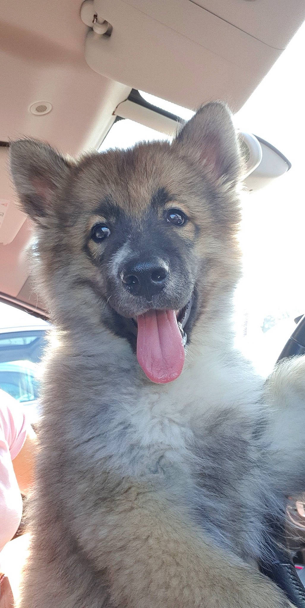 Phoenix participe au concours pour gagner de l'argent avec cette photo : ancient_dog_breeds, canidae, carnivore, companion_dog, dog, dog_breed, eye, fang, fawn, fur, herding_dog, jaw, king_shepherd, non_sporting_group, snout, sporting_group, terrestrial_animal, whiskers, working_animal, working_dog