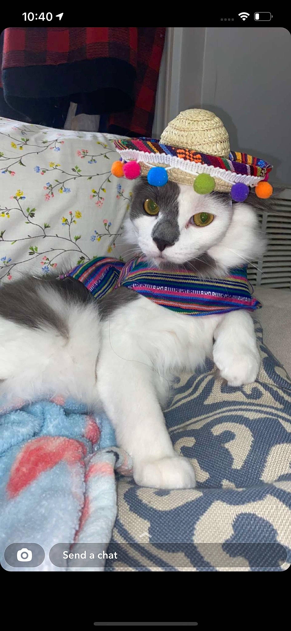 Chopper joined the competition — help win amazing prizes! art, canidae, carnivore, cat, comfort, companion_dog, dog_breed, fawn, felidae, fur, pattern, paw, plush, small_to_medium_sized_cats, snout, stuffed_toy, tail, whiskers, wool, woolen