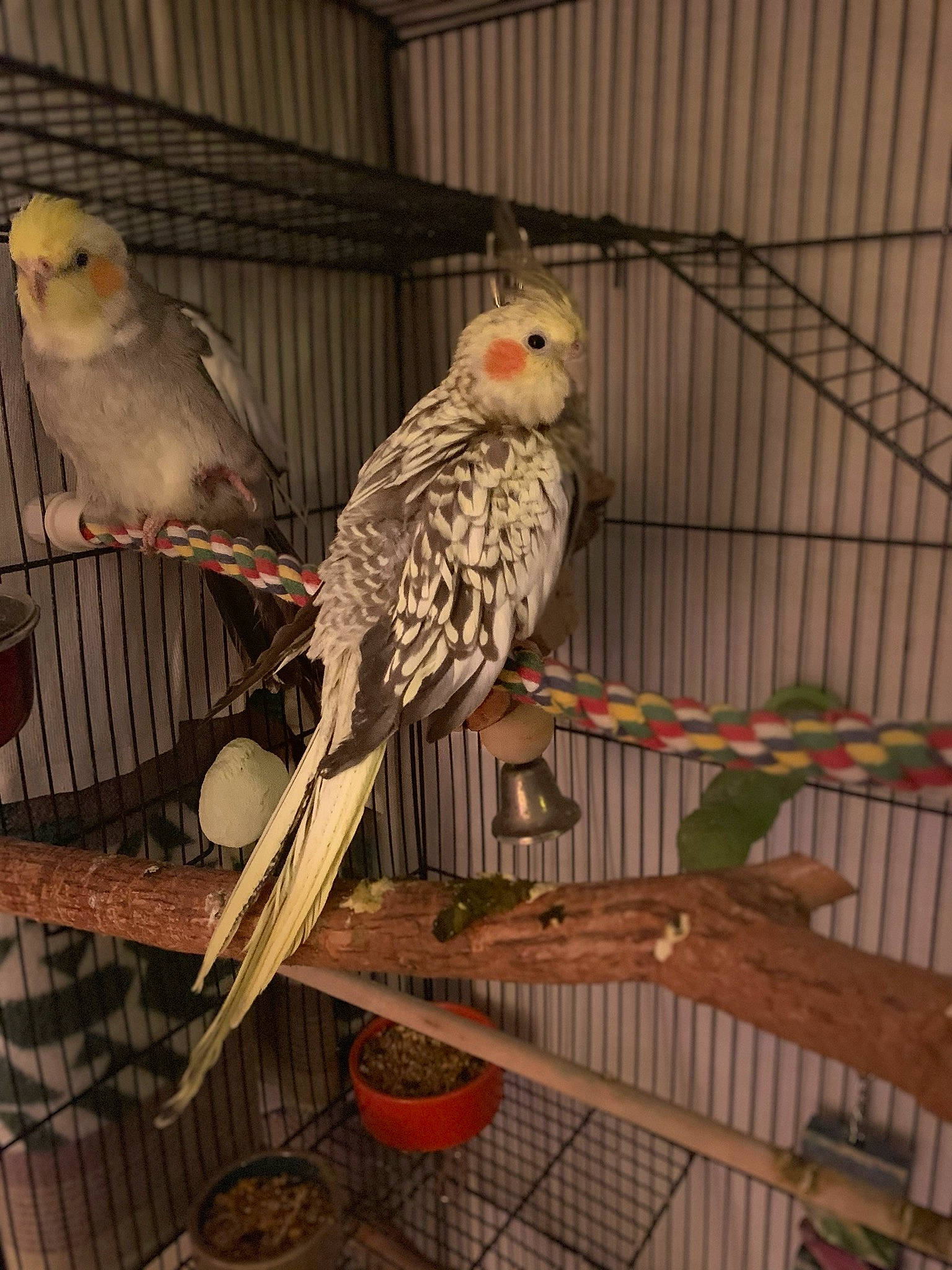 Pebbles is registered to the contest to win money with this photo: animal_shelter, beak, bird, bird_supply, budgie, cage, cockatiel, cockatoo, feather, parakeet, parrot, tail, vertebrate, wing