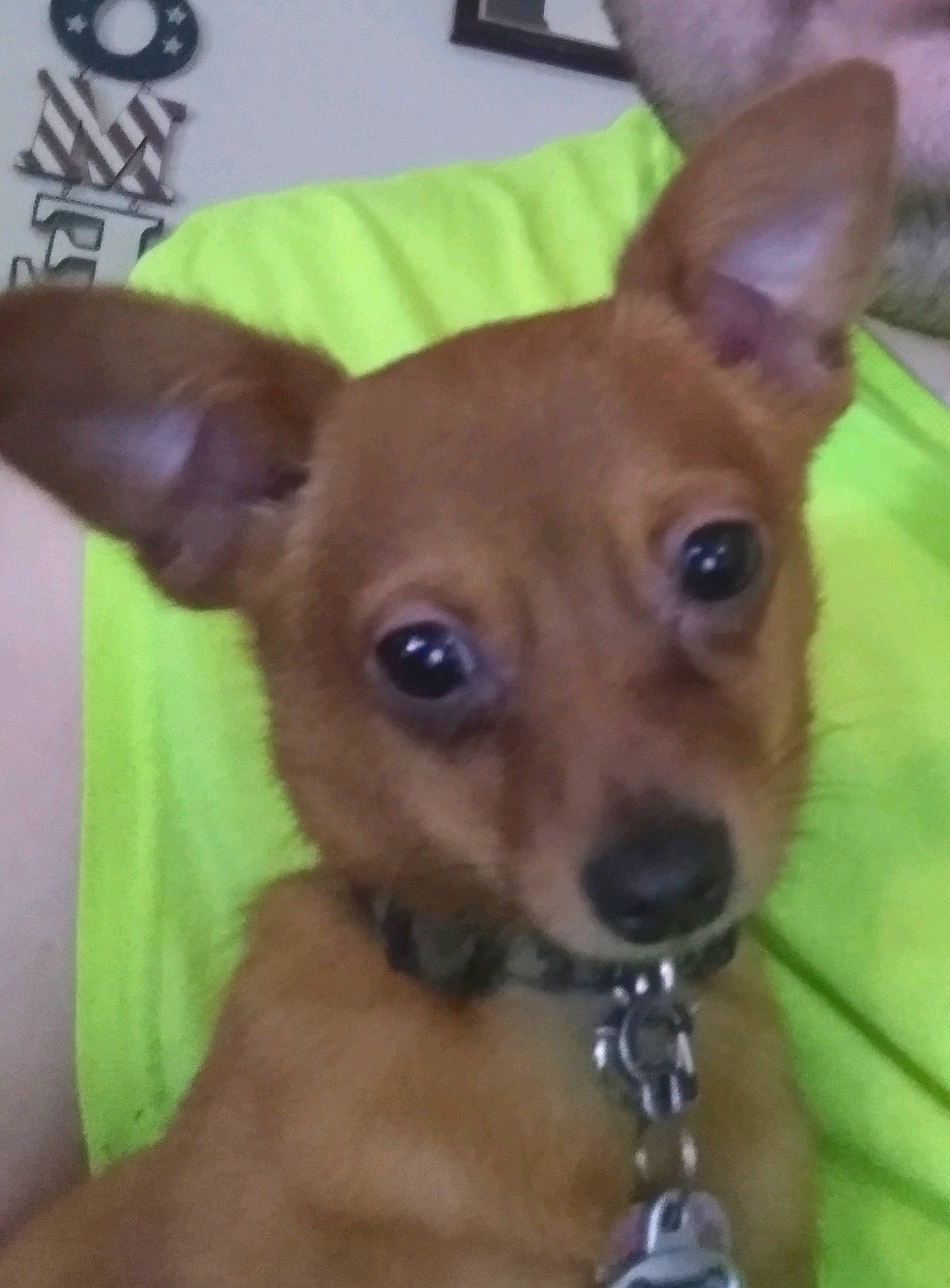 Roscoe joined the competition — help win amazing prizes! canidae, carnivore, chihuahua, companion_dog, dog, dog_breed, ear, english_toy_terrier, fawn, mammal, miniature_pinscher, nose, pinscher, prazsky_krysarik, puppy, russkiy_toy, snout, toy_dog, toy_fox_terrier, vertebrate