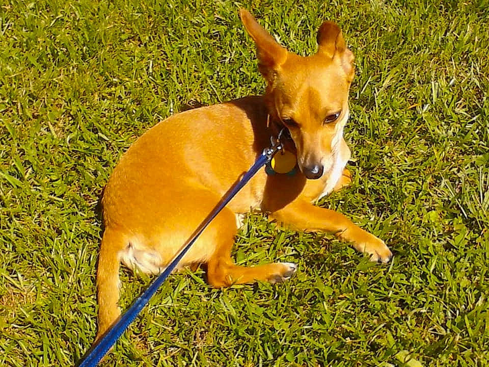 Paco is registered to the contest to win money with this photo: canidae, carnivore, chihuahua, cirneco_delletna, dog, dog_breed, fawn, german_pinscher, grass, mammal, miniature_pinscher, puppy, russkiy_toy, toy_dog, vertebrate, working_dog