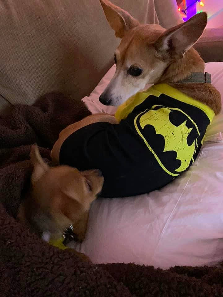 Paco is registered to the contest to win money with this photo: basenji, canidae, carnivore, carolina_dog, dog, dog_breed, fawn, ibizan_hound, lurcher, mammal, snout, vertebrate, whippet