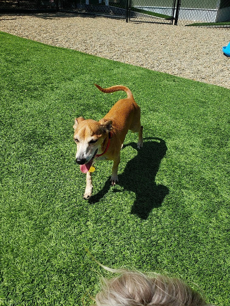 Paco is registered to the contest to win money with this photo: artificial_turf, backyard, canidae, carnivore, companion_dog, dog, dog_breed, fawn, flooring, grass, lawn, mammal, plant, puppy, sporting_group, tail