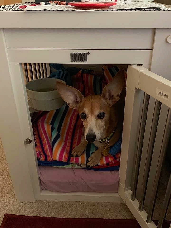 Paco joined the competition — help win amazing prizes! basenji, canidae, carnivore, carolina_dog, dog, dog_breed, dog_crate, fawn, lurcher, pembroke_welsh_corgi, whippet
