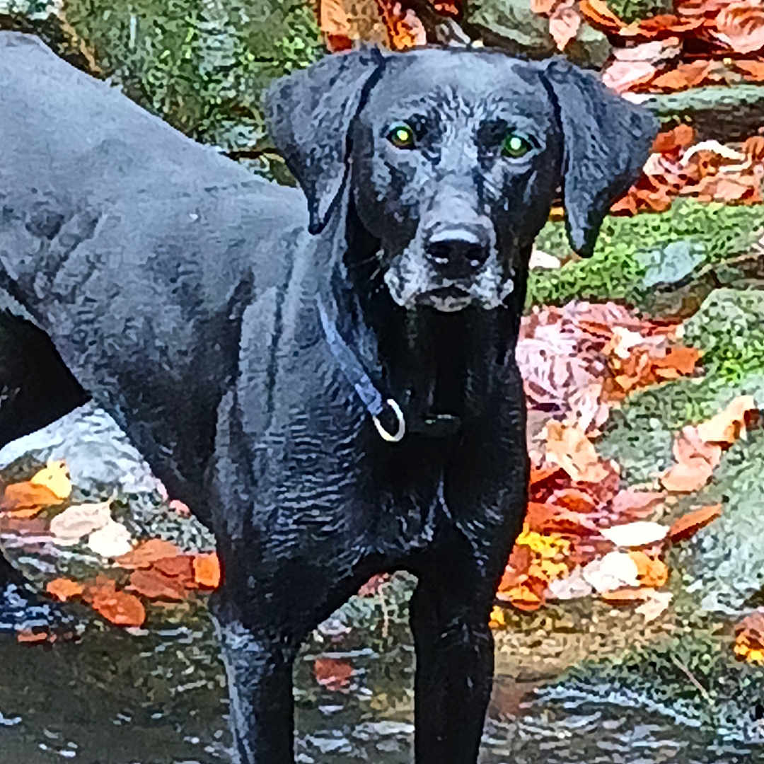 Raiponse a rejoint le concours — aidez-le/la à gagner de superbes lots ! animal, canine, creek, dog, greatdane, labradorretriever, land, leaf, nature, outdoors, pet, plant, pointer, pond, puppy, rock, slate, tree, vegetation, water