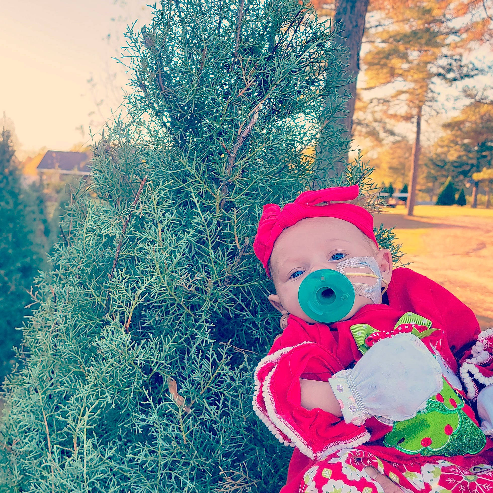 Mayleigh is registered to the contest to win money with this photo: branch, christmas, christmas_ornament, conifer, costume_hat, event, evergreen, fictional_character, grass, happy, hat, holiday, holiday_ornament, lawn_ornament, ornament, people_in_nature, person, santa_claus, sky, tree