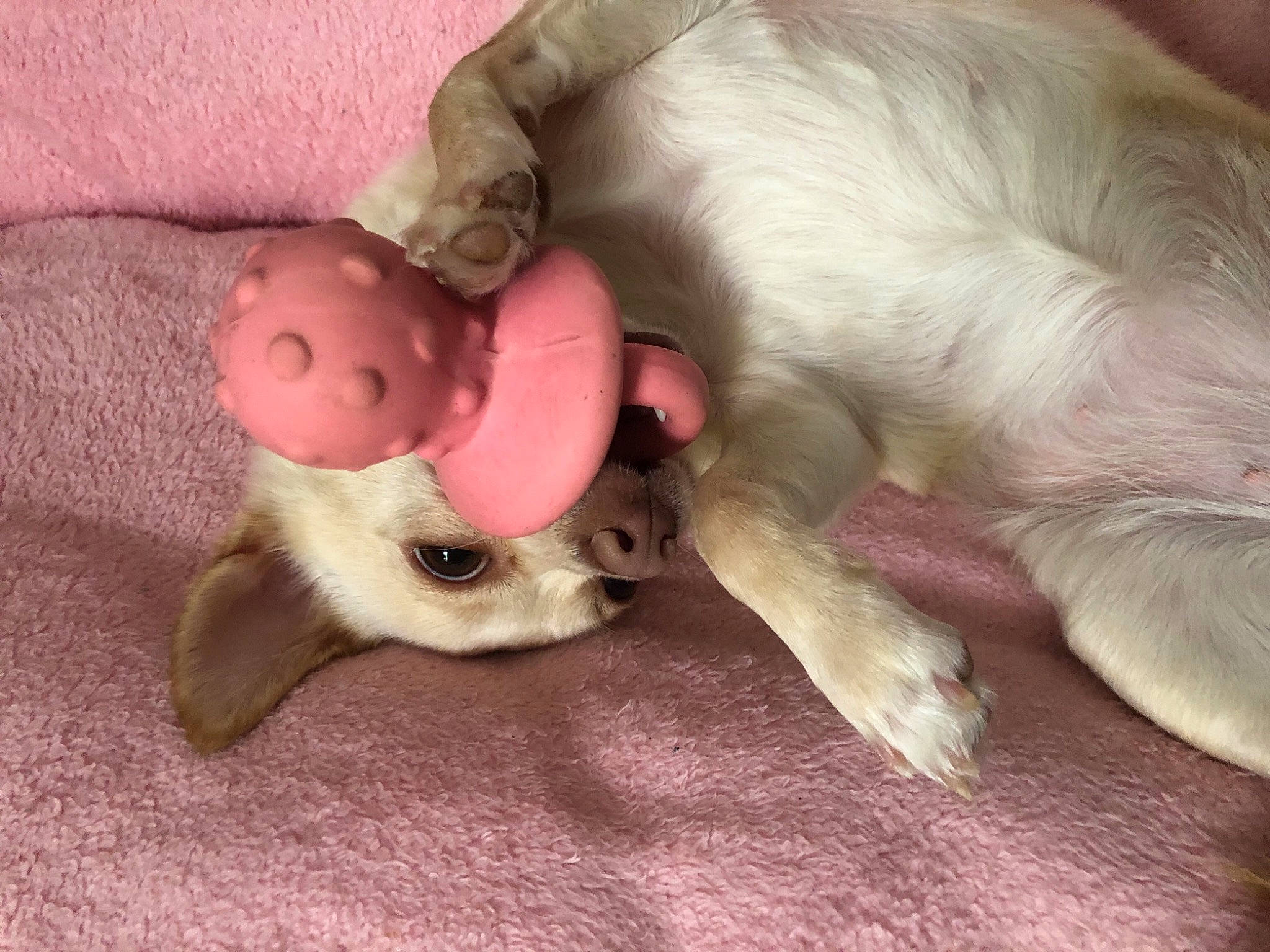 Kayla is registered to the contest to win money with this photo: baby_toys, canidae, carnivore, claw, companion_dog, dog, dog_breed, dog_supply, doll, fawn, fur, paw, pet_supply, pink, snout, stuffed_toy, toy, vertebrate, working_animal
