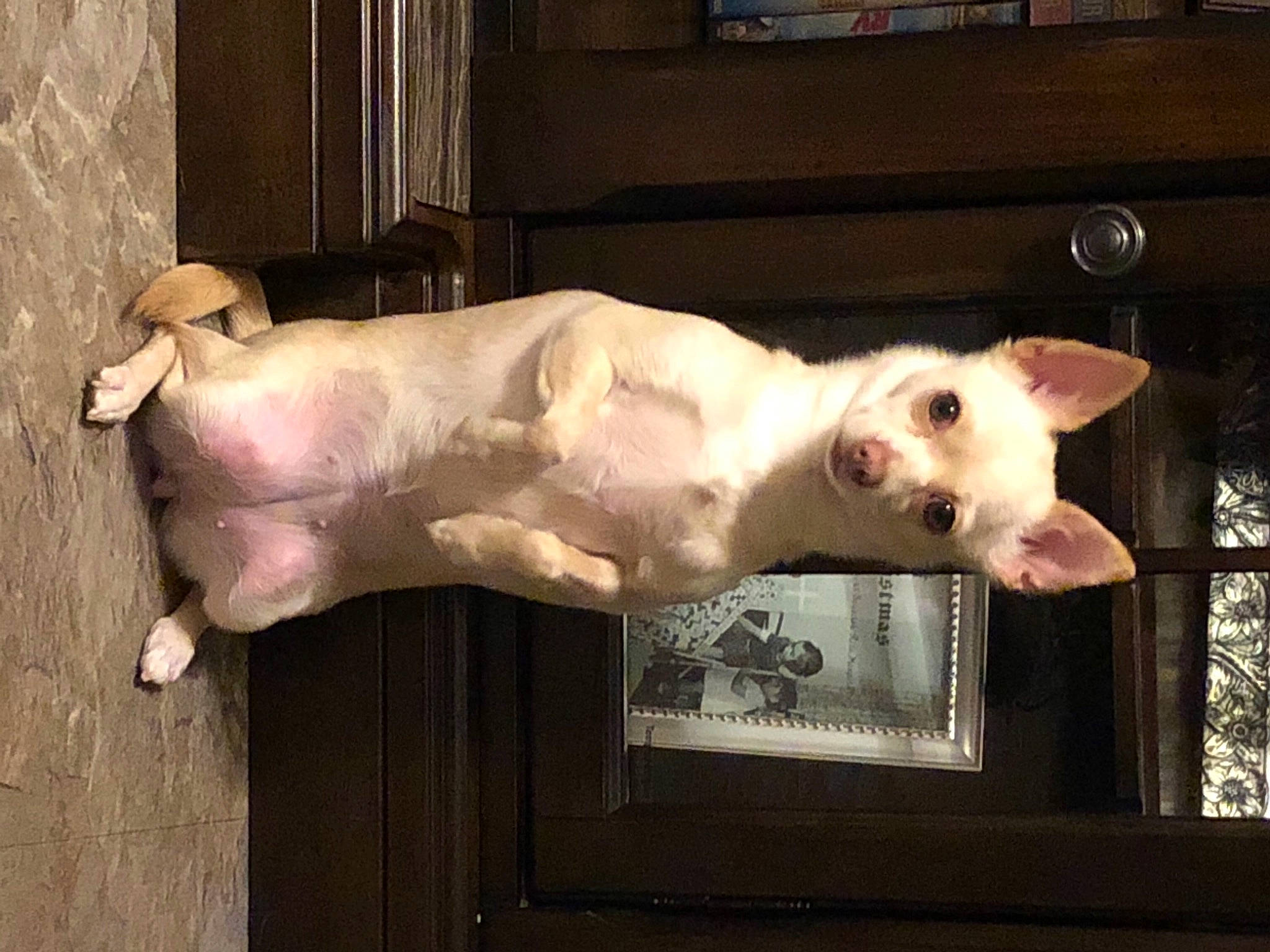 Kayla joined the competition — help win amazing prizes! canidae, carnivore, companion_dog, dog, dog_breed, door, jaw, picture_frame, sculpture, snout, tail, vertebrate, wood, wood_stain