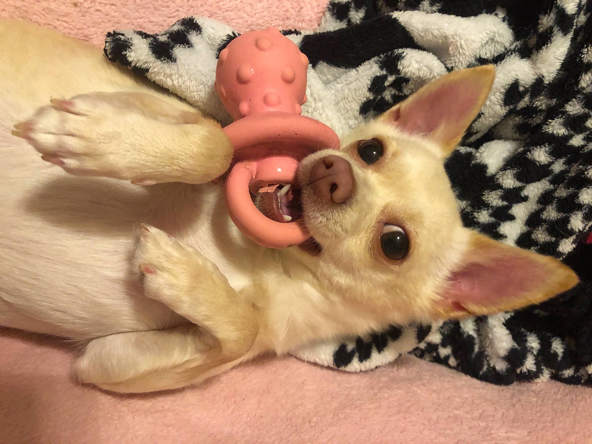 Kayla joined the competition — help win amazing prizes! canidae, carnivore, companion_dog, dog, dog_breed, dog_supply, dog_toy, fawn, fur, non_sporting_group, paw, pet_supply, pink, skin, snout, sporting_group, tongue, vertebrate, working_animal, working_dog