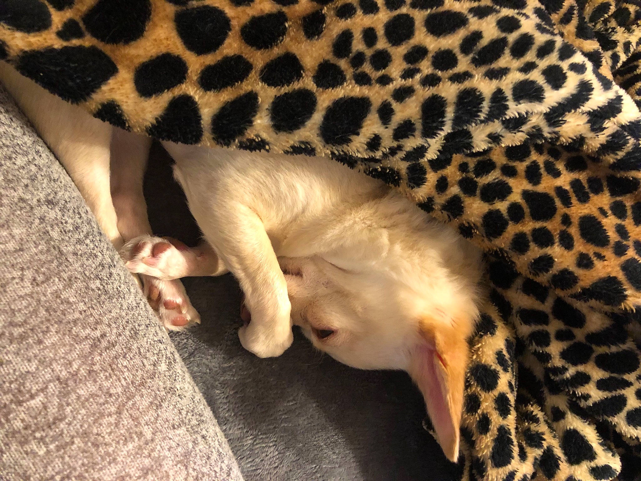 Kayla is registered to the contest to win money with this photo: big_cats, canidae, carnivore, claw, close_up, comfort, dog, dog_breed, fawn, felidae, foot, fur, natural_material, pattern, paw, sleep, terrestrial_animal, vertebrate