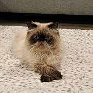 Cosmo is registered to the contest to win money with this photo: cat, persian_cat, fluffy, cream_color, dark_ears, dark_paws, crossed_paws, lying_down, indoor, blanket, soft_texture, pet, animal, fur, whiskers, face, eyes, cute, relaxed, home
