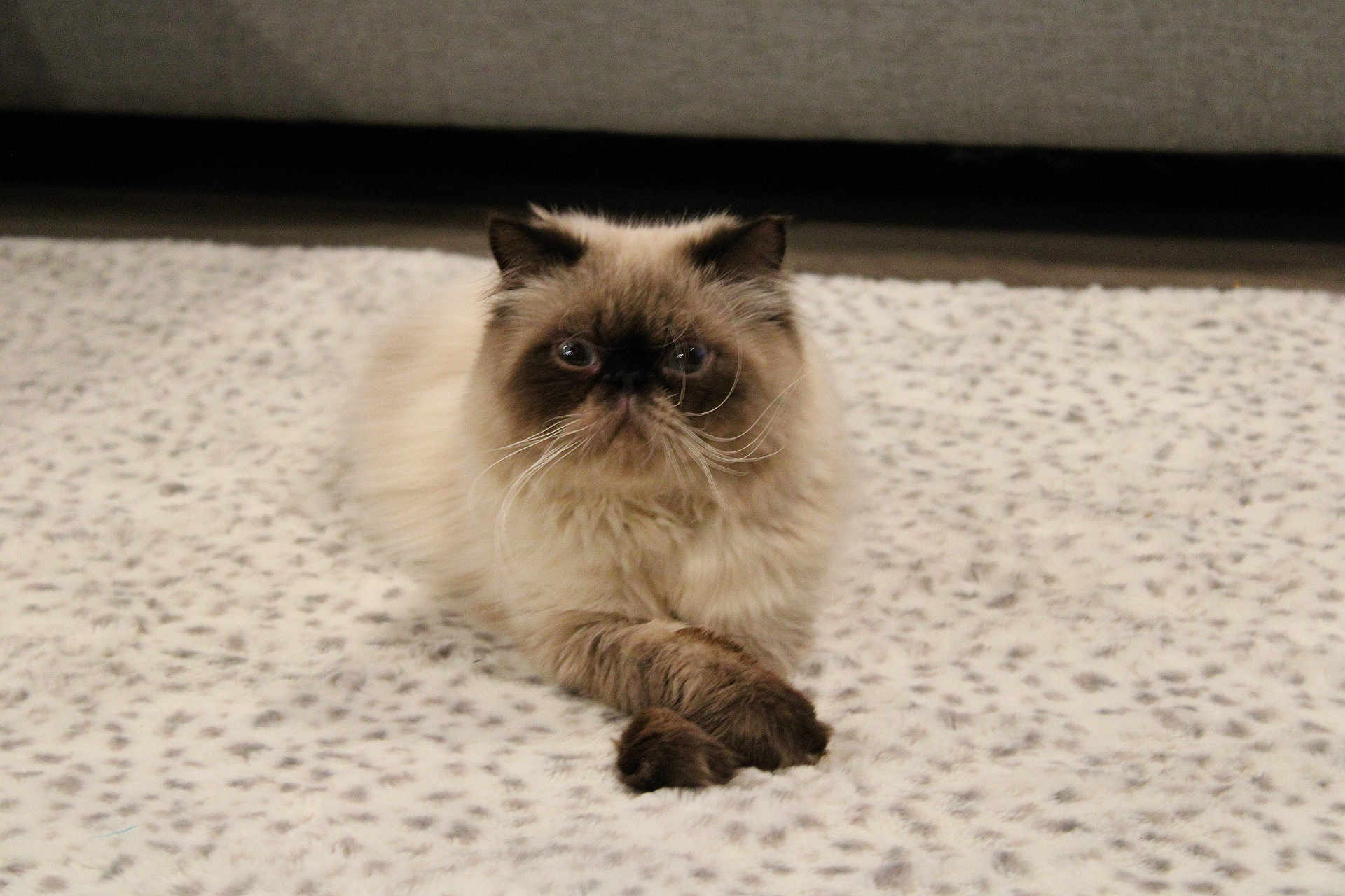 Cosmo is registered to the contest to win money with this photo: cat, persian_cat, fluffy, cream_color, dark_ears, dark_paws, crossed_paws, lying_down, indoor, blanket, soft_texture, pet, animal, fur, whiskers, face, eyes, cute, relaxed, home