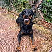 Scaïna participe au concours pour gagner de l'argent avec cette photo : animal, black_and_tan, canine, collar, dog, ears, fence, guard_dog, happy, leaf, lying_down, metal_surface, nature, outdoor, paw, pet, rottweiler, rust, snout, tongue_out