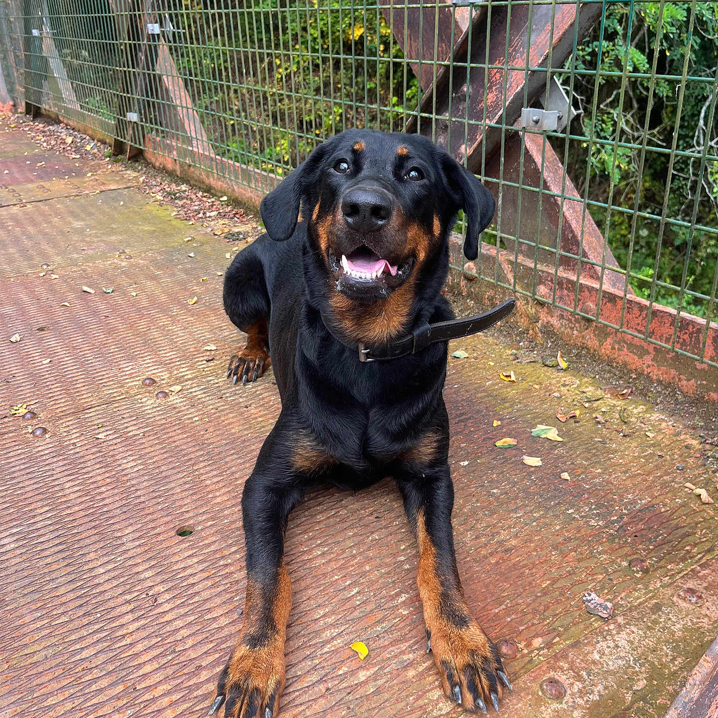 Scaïna participe au concours pour gagner de l'argent avec cette photo : animal, black_and_tan, canine, collar, dog, ears, fence, guard_dog, happy, leaf, lying_down, metal_surface, nature, outdoor, paw, pet, rottweiler, rust, snout, tongue_out