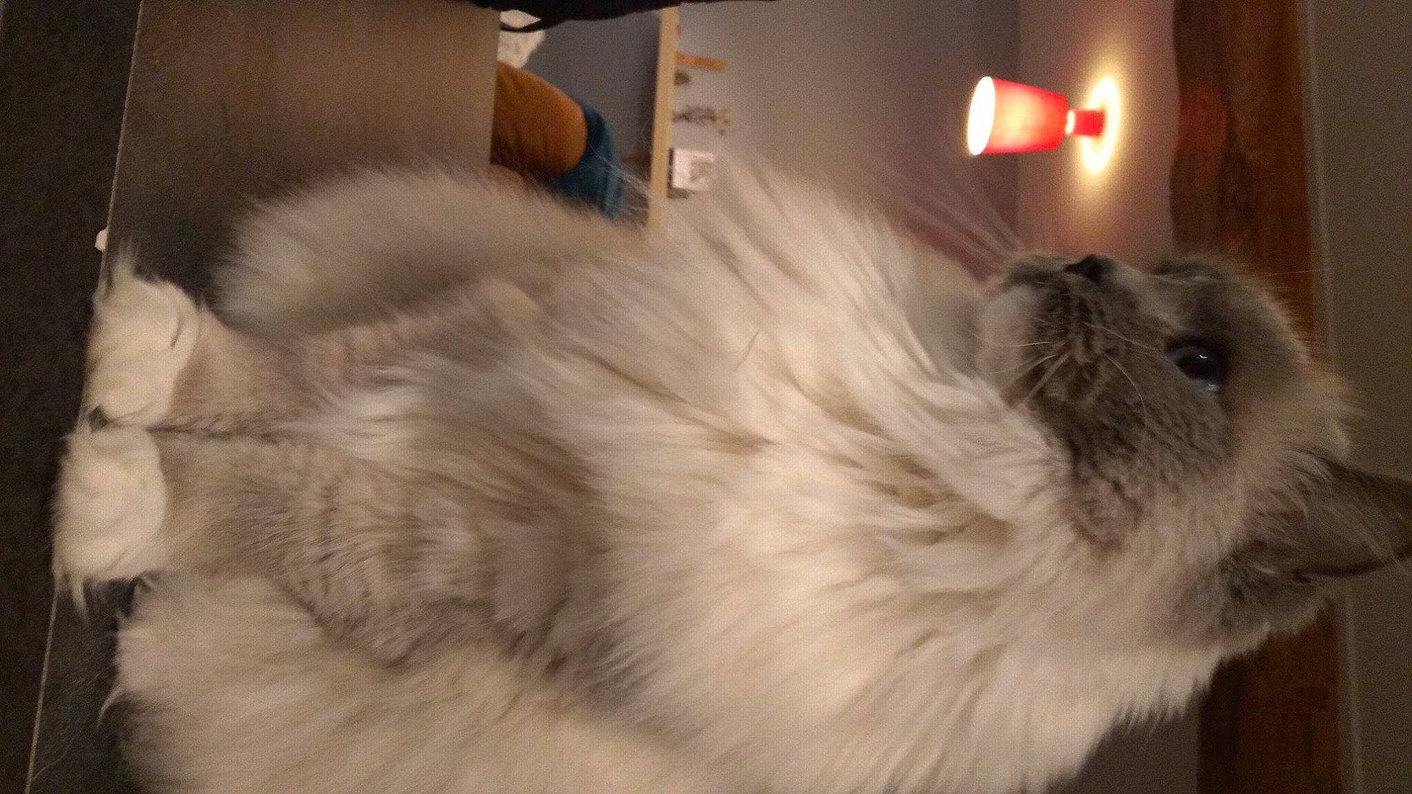 Poupinette participe au concours pour gagner de l'argent avec cette photo : balinese, carnivore, cat, companion_dog, dog_breed, fawn, felidae, flooring, fur, iris, natural_material, paw, ragdoll, siamese, small_to_medium_sized_cats, snout, tail, terrestrial_animal, whiskers