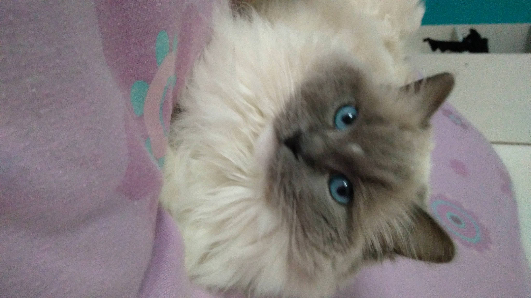 Poupinette a rejoint le concours — aidez-le/la à gagner de superbes lots ! balinese, birman, british_longhair, carnivore, cat, claw, fawn, felidae, fur, paw, ragdoll, russian_blue, small_to_medium_sized_cats, snout, thai, whiskers