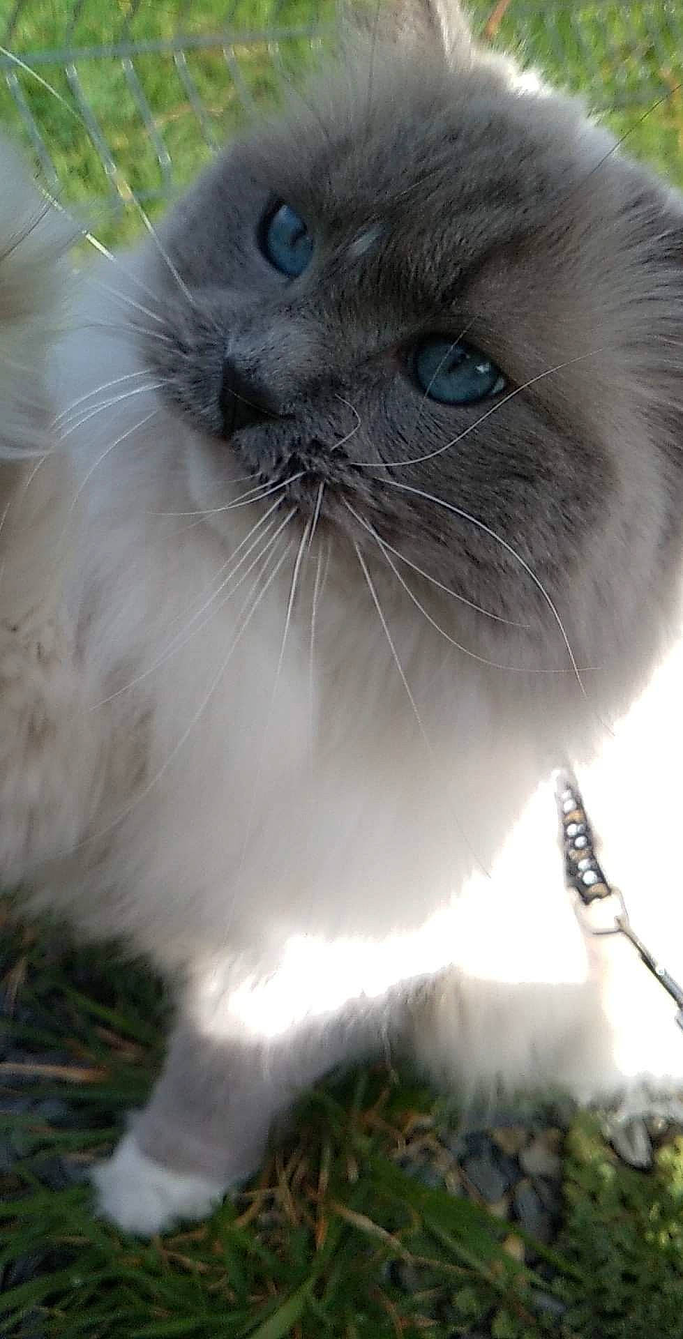 Poupinette a rejoint le concours — aidez-le/la à gagner de superbes lots ! birman, carnivore, cat, close_up, fawn, felidae, fur, grass, iris, photography, siamese, small_to_medium_sized_cats, snout, terrestrial_animal, whiskers