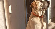 Max participe au concours pour gagner de l'argent avec cette photo : dog, indoor, sunlight, shadow, tile_floor, doorway, pet, sitting, calm, orange_collar, white_dog, light_and_shadow, wall, floor, portrait, animal, relaxation, quiet, daylight, canine