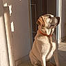 dog, indoor, sunlight, shadow, tile_floor, doorway, pet, sitting, calm, orange_collar, white_dog, light_and_shadow, wall, floor, portrait, animal, relaxation, quiet, daylight, canine